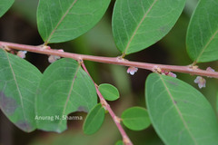 Phyllanthus gardnerianus